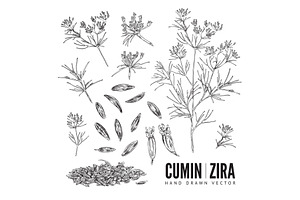 Cumin Seasoning Hand Drawn Sketch