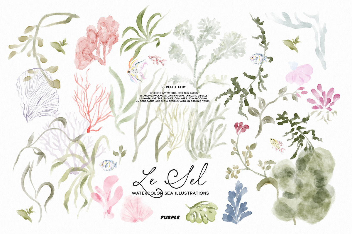 Le Sel: Watercolor Sea Illustrations, a Decorative Illustration by Purple (Photo 11 of 12)
