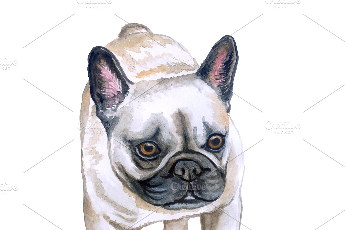 Watercolor Dogs Mega Big Bundle, an Illustration by Dneprstock (Photo 30 of 60)