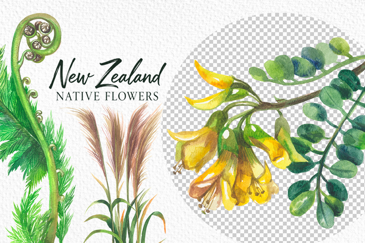 New Zealand native flowers, a Decorative Illustration by FITALARTSNEDIGI (Photo 4 of 6)