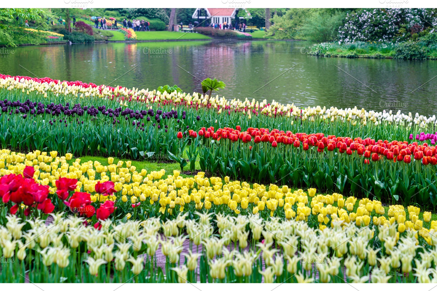 Colorful tulips at the keukenhof the netherlands stock photo containing, a Nature Photo by Leonid Andronov