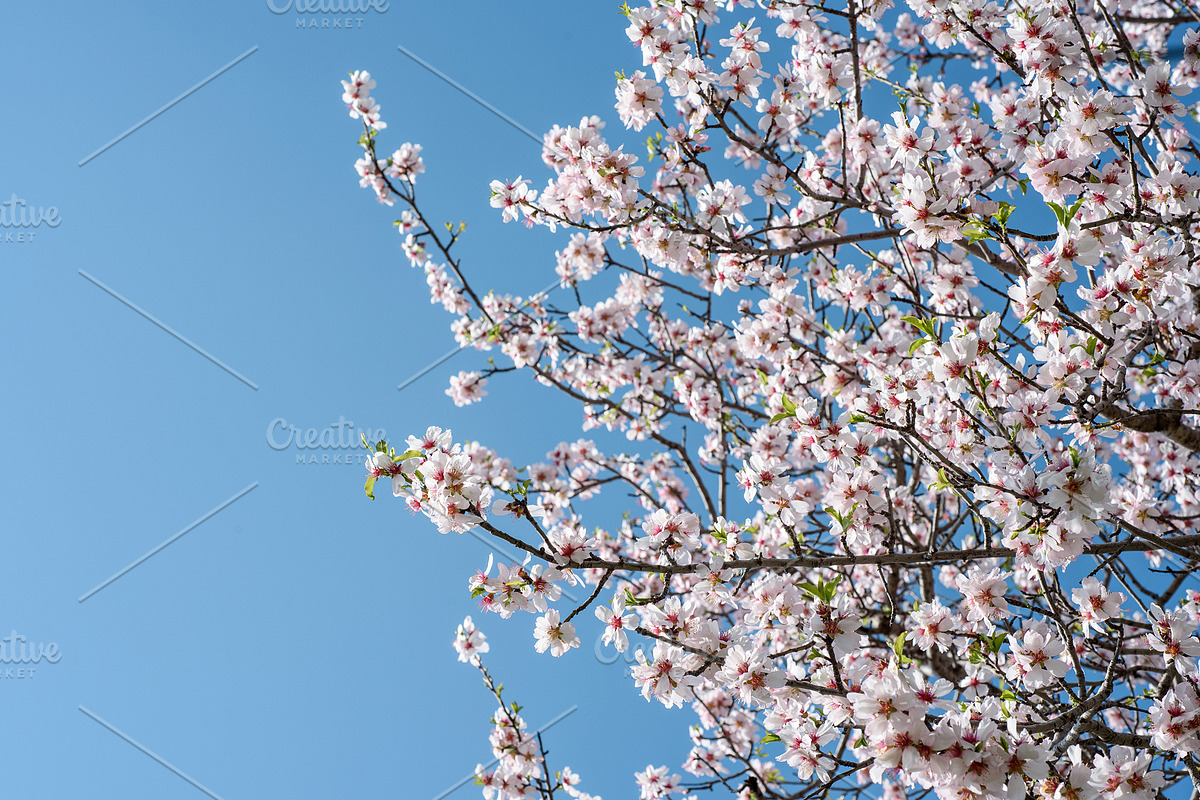 Blossoming almond trees, a Nature Photo by Fruits+Veggies (Photo 7 of 17)