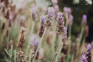 Lavender flowers containing lavender, purple, and flowers, a Nature Photo by René Jordaan Photography