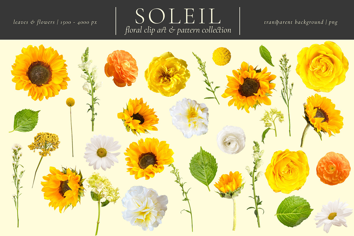 Soleil Floral Patterns & Clip Art, an Object Graphic by Eclectic Anthology (Photo 13 of 13)