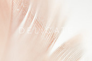 Delicate | 20 Feather Photos, a Nature Photo by Melanie Helena (Thumbnail 10 of 20)