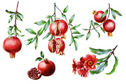 Pomegranate Watercolor Patterns, an Illustration by IrynaPanashii (Thumbnail 2 of 12)