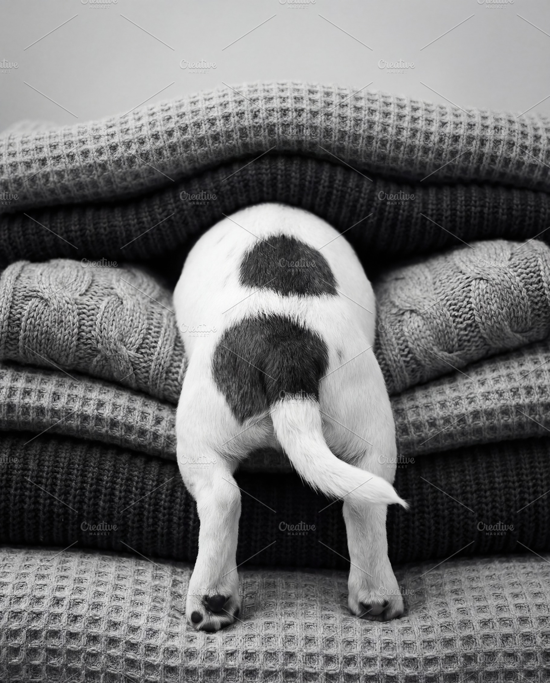 Puppy Hiding in Stack of Sweaters, an Animal Photo by Virgo Studio