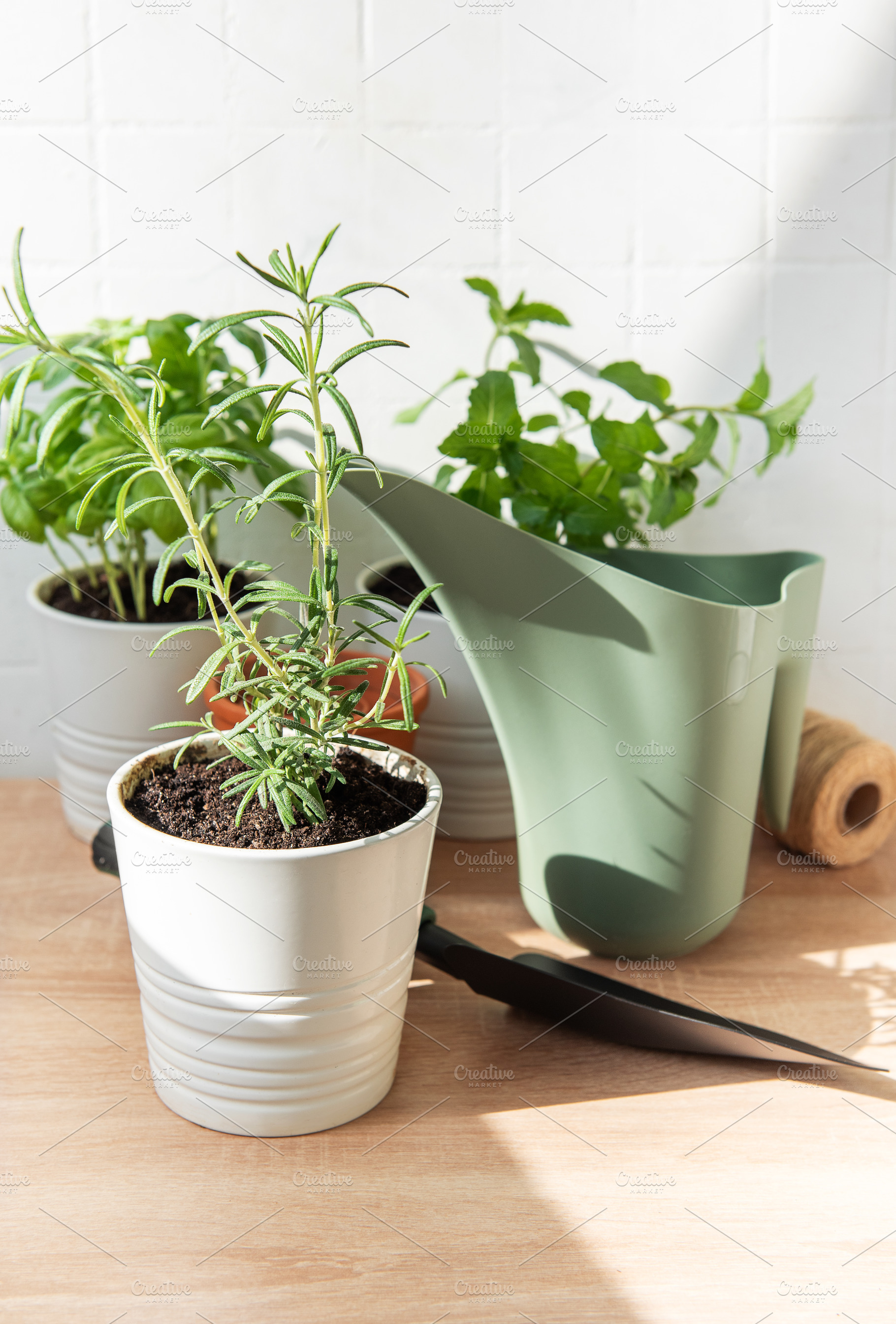 Rosemary, basil and mint plants preparing for indoor gardening, a Food & Drink Photo by Olena Rudo