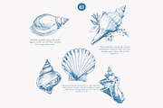 seashell clipart ocean sketch set, a Decorative Illustration by Patishop Art (Thumbnail 5 of 9)