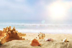 Starfish and Shells on Sunny Beach Sand, a Holiday Photo by Davizro's Market
