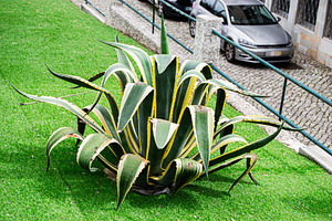 Large agave plant outdoors near a cobblestone path in Fatima, Portugal, a Photo by AS photostudio