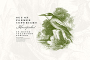 58 Birds Illustrations, an Illustration by Unember (Thumbnail 2 of 4)