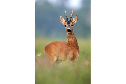 Alert Roe Deer Buck in Summer Meadow