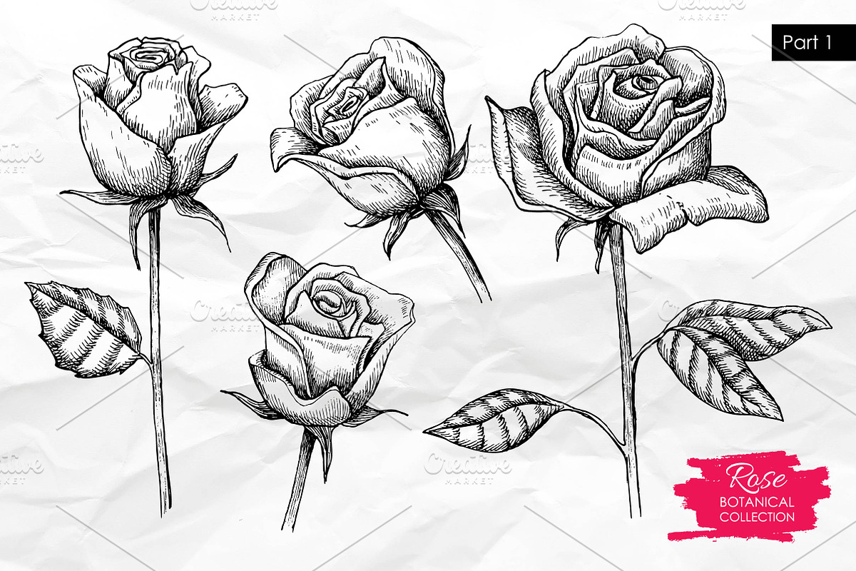 Hand Drawn Roses. Vintage set., a Graphic by Epine (Photo 2 of 3)