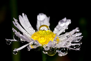 Daisy in morning dew