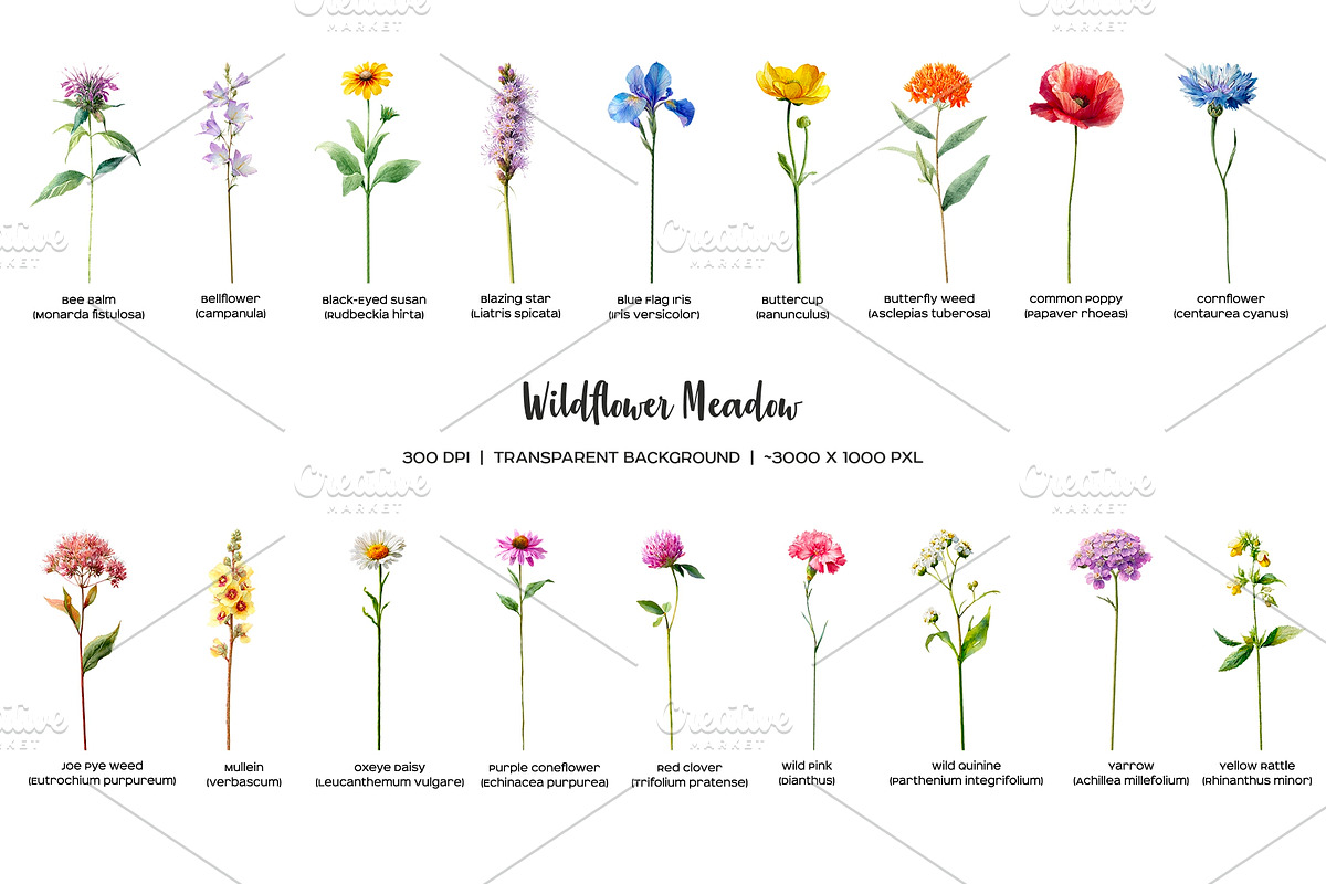 Watercolor wildflower meadow clipart, an Object Illustration by Art and Funny (Photo 2 of 4)