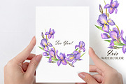 Watercolor Iris flower clipart, an Illustration by OlDm_Shop (Thumbnail 4 of 5)