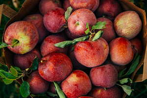 Bag of Apples
