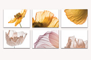 Flora Detail - Macro Photo Bundle, a Nature Photo by Stockify (Thumbnail 4 of 6)