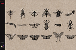 Procreate Tattoo Stamps Insects Bugs