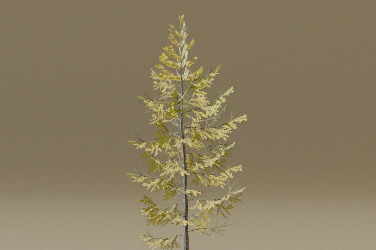 The European Larch Tree, a Plants & Tree 3D Model by FuturePastCreatives (Photo 9 of 9)