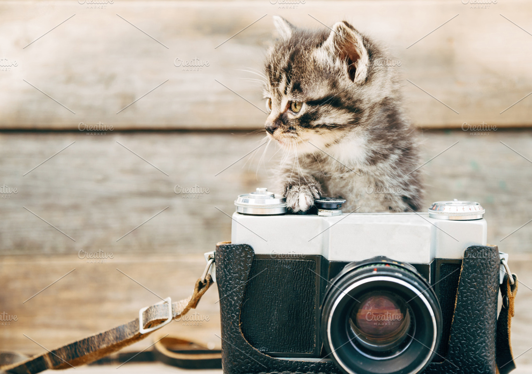 Curiosity kitten with vintage camera, an Animal Photo by P&G