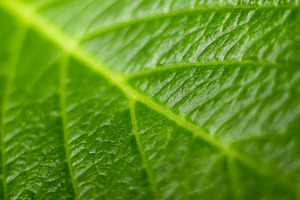 Macro Photo of Green Leaf texture., a Nature Photo by Sir13