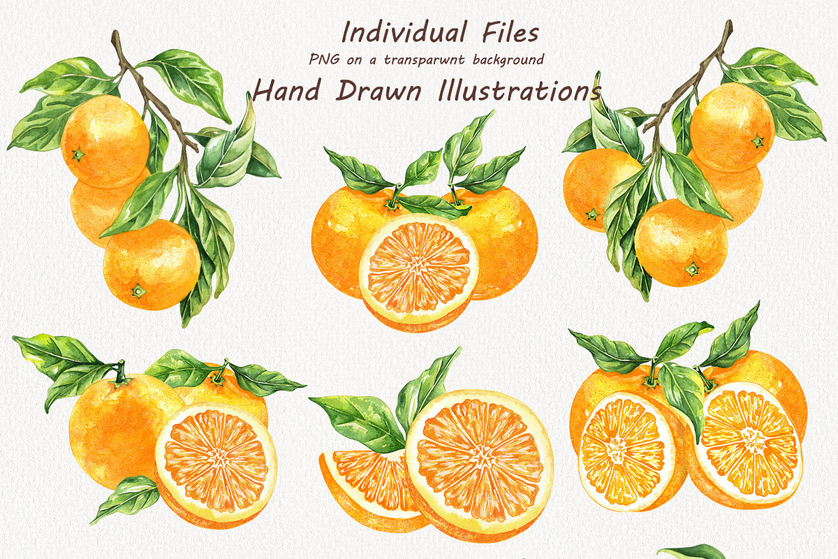 Oranges Watercolor Clipart, a Food Illustration by BarvArt (Photo 3 of 6)