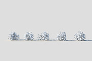 Melissa officinalis, an Environmental 3D Model by happy brush (Thumbnail 7 of 8)