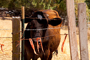 Cow Stock Bundle, an Animal Photo by r.r.palacios (Thumbnail 6 of 14)