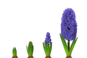 Hyacinthus Orientalis