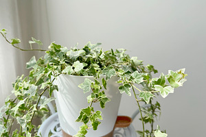 English ivy variegated, a Nature Photo by ArtBackground