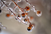 WINTERS FROST PHOTO BUNDLE, a Nature Photo by KABSPHOTOGRAPHY (Thumbnail 7 of 8)