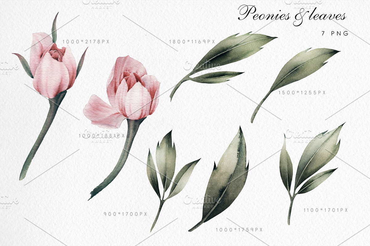 Watercolor Peony Collection, a Decorative Illustration by ollalya (Photo 3 of 9)