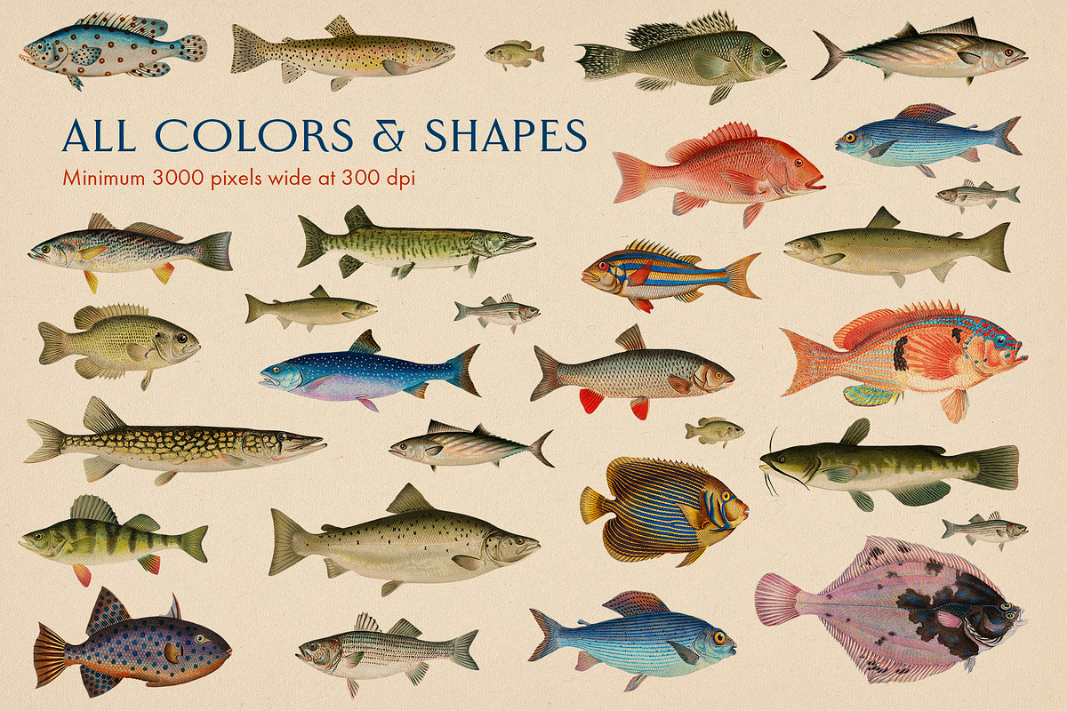60 Vintage Marine Creatures, an Illustration by The Object Atlas (Photo 8 of 8)
