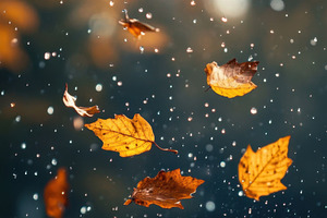 Autumn raindrops  leaves, a Photo by Beautiful things
