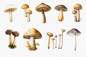 Mushrooms Watercolor Clipart PNG