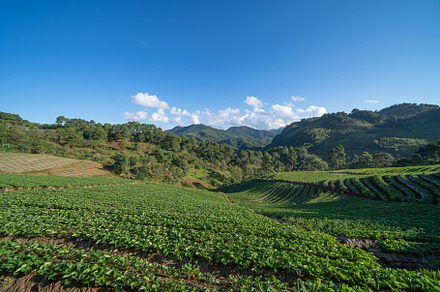 Green fresh tea or strawberry farm, agricultural plant fields in, a Background Photo by Tampatra