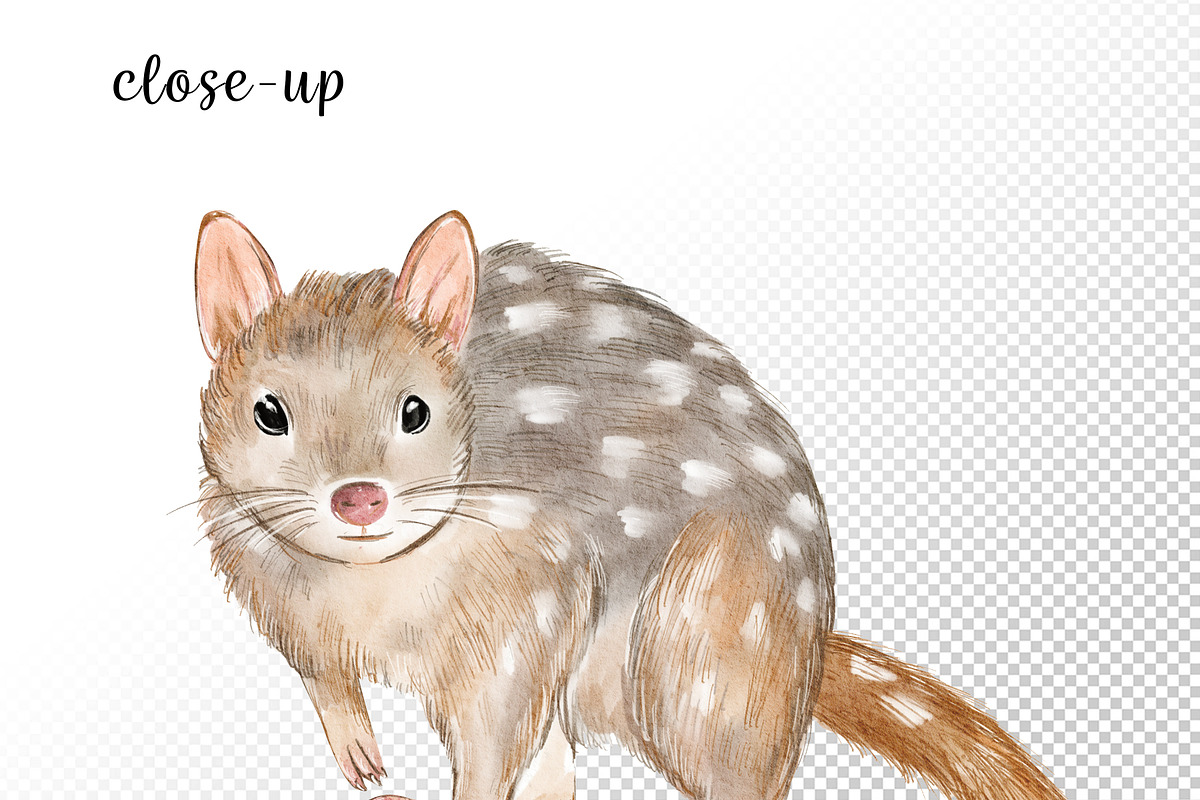 Watercolor Australia Animals Clipart, an Animal Illustration by svetodesign (Photo 9 of 9)