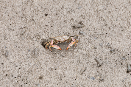 Sentinel crab - macrophthalmus erato, a Background Photo by Smith Chetanachan