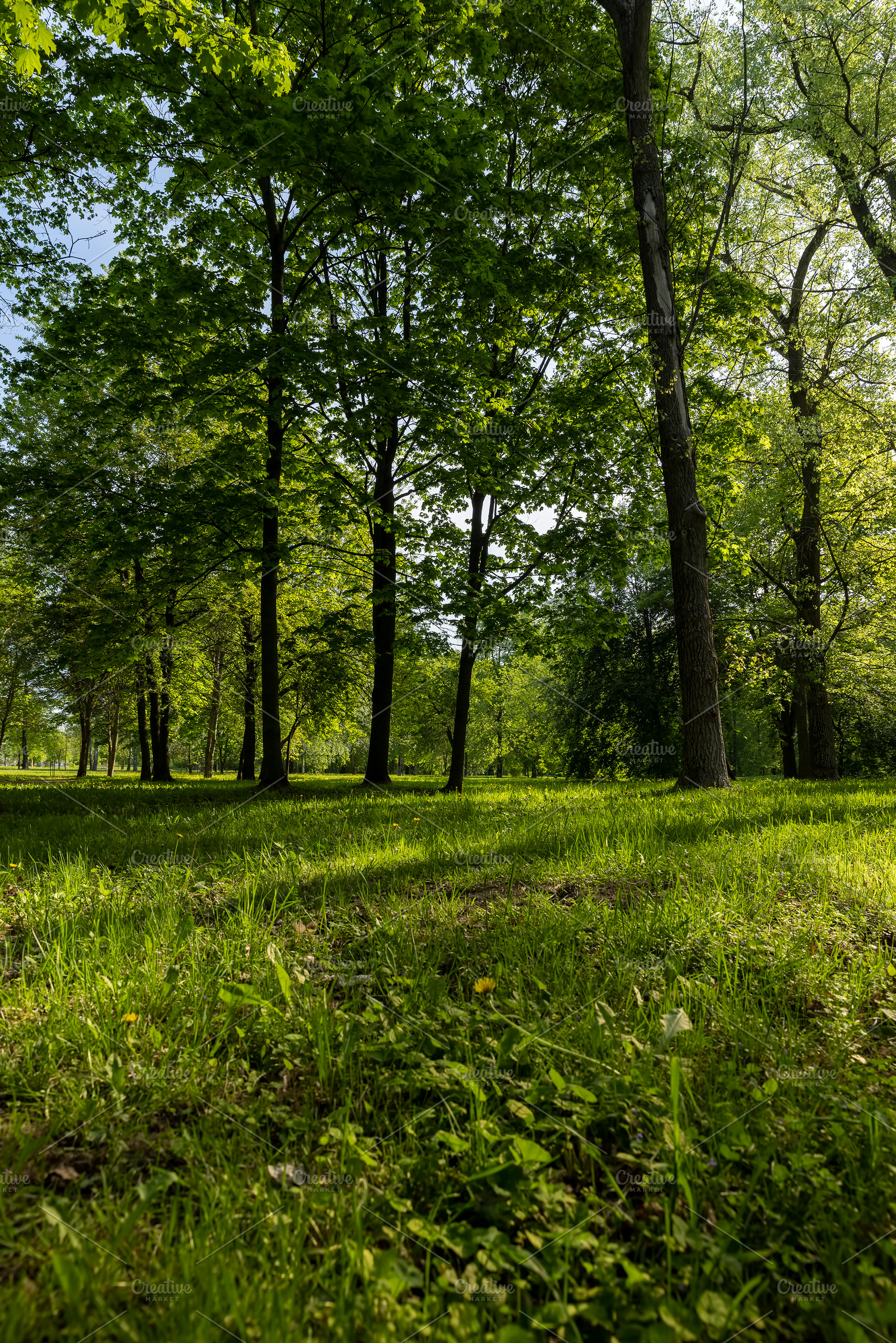 park with green grass and beautiful trees with green foliage in the summer, bri, a Photo by MyPhotos