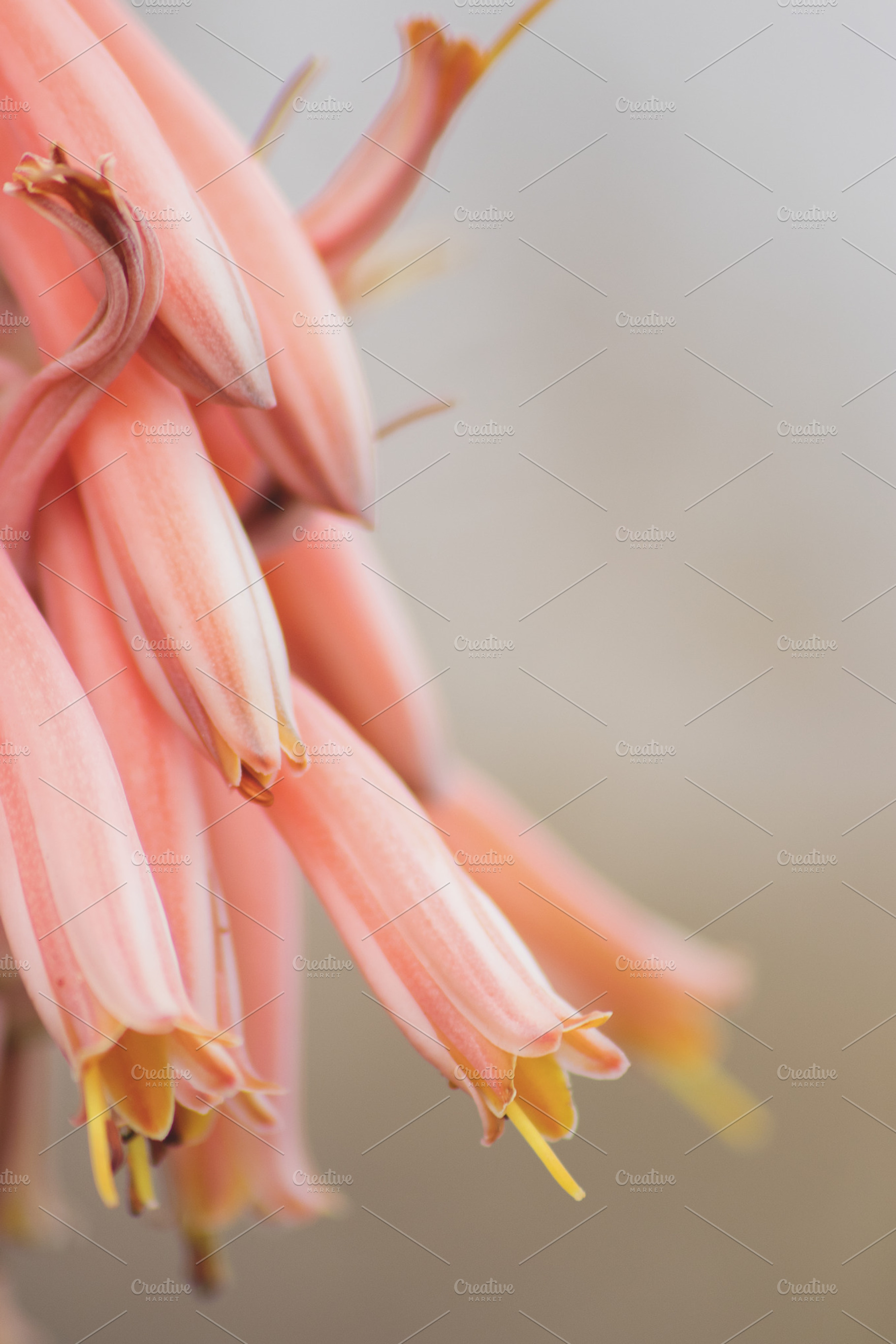 Aloe flower stock photo containing aloe and flower, a Nature Photo by René Jordaan Photography