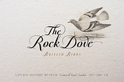 Predy, a Script Font by Eurotypo (Thumbnail 5 of 5)