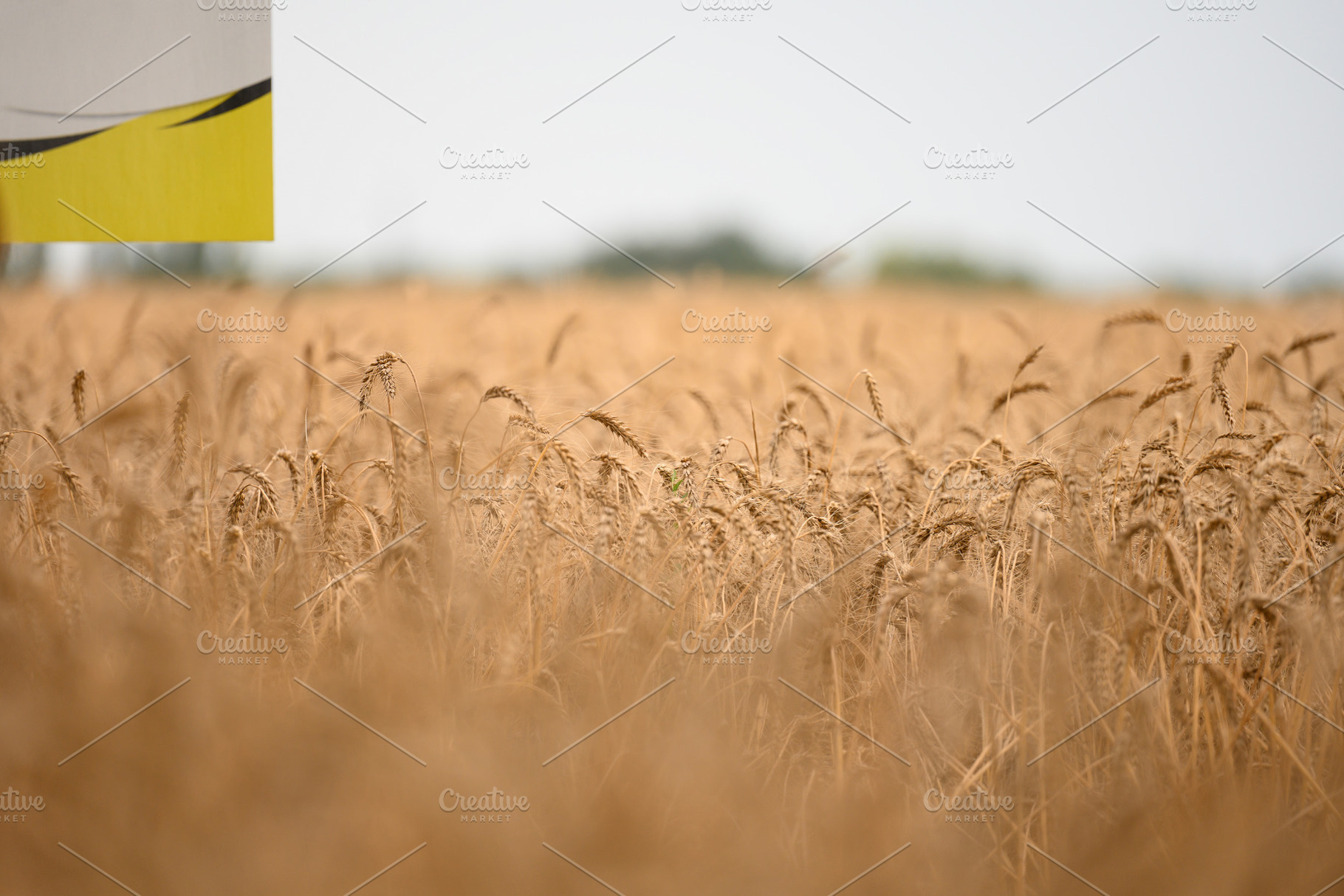 An endless golden field of ripe wheat under a bright sky, a Nature Photo by ndanko
