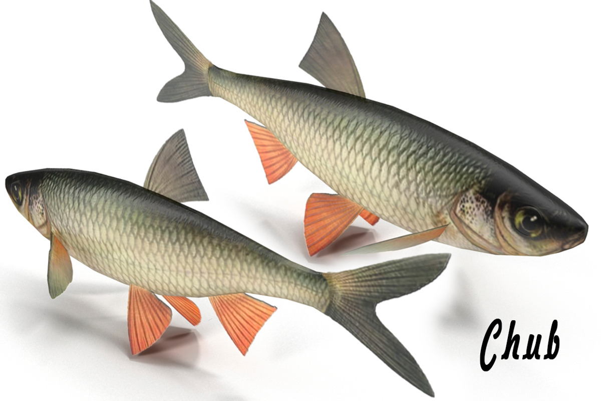 Chub, an Animal 3D Model by AndrewWhite (Photo 1 of 21)