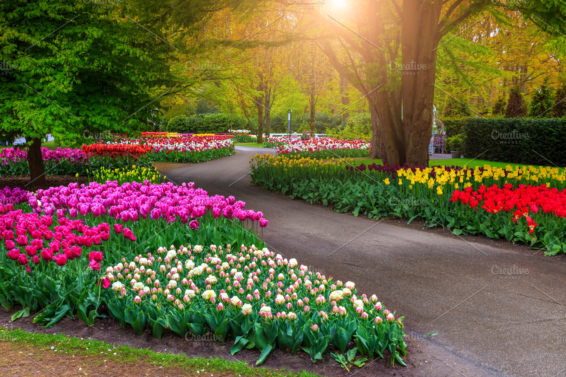 Blooming tulips and spring flowers, a Nature Photo by Alpine Dreams