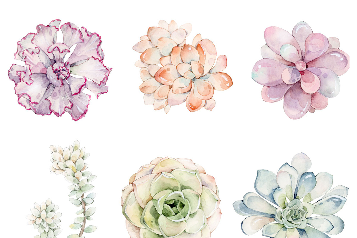 Watercolor Succulent Plants, an Object Illustration by ArtbyHien (Photo 3 of 4)