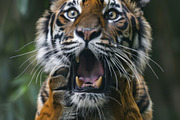 236 surprised animals, an Animal Photo by Handmadefont (Thumbnail 155 of 241)
