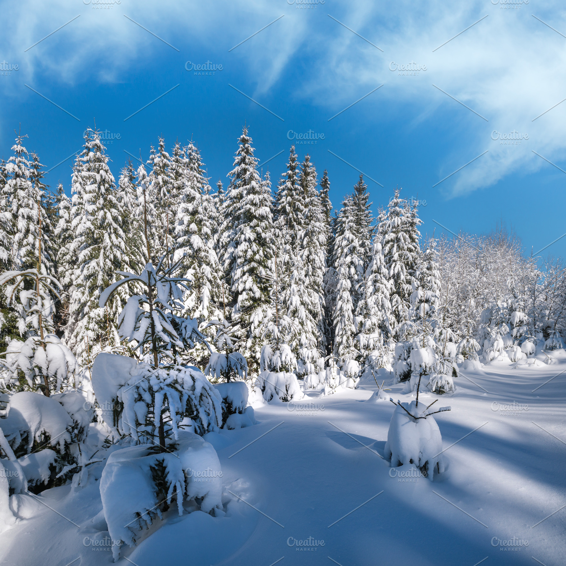 Alpine mountain snowy winter fir forest with snowdrifts, a Nature Photo by YuriyB