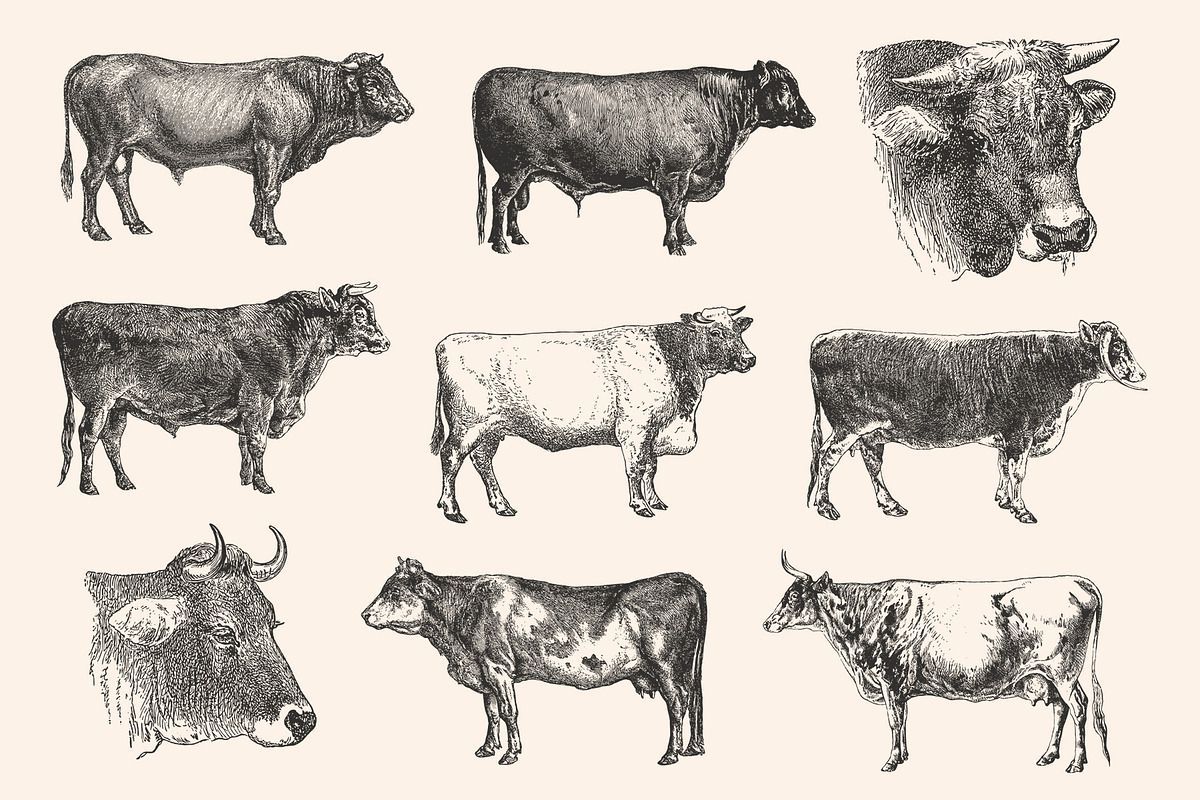 Cattle - Vintage Illustration Set, an Animal Illustration by Graphic Goods (Photo 5 of 9)